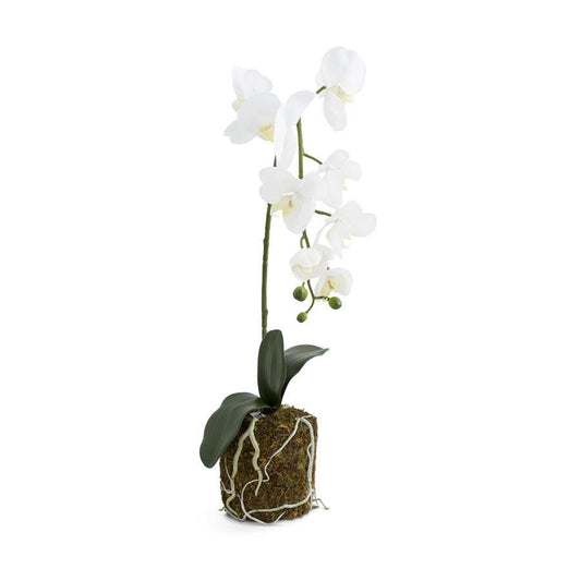 Orchid in Moss Pot