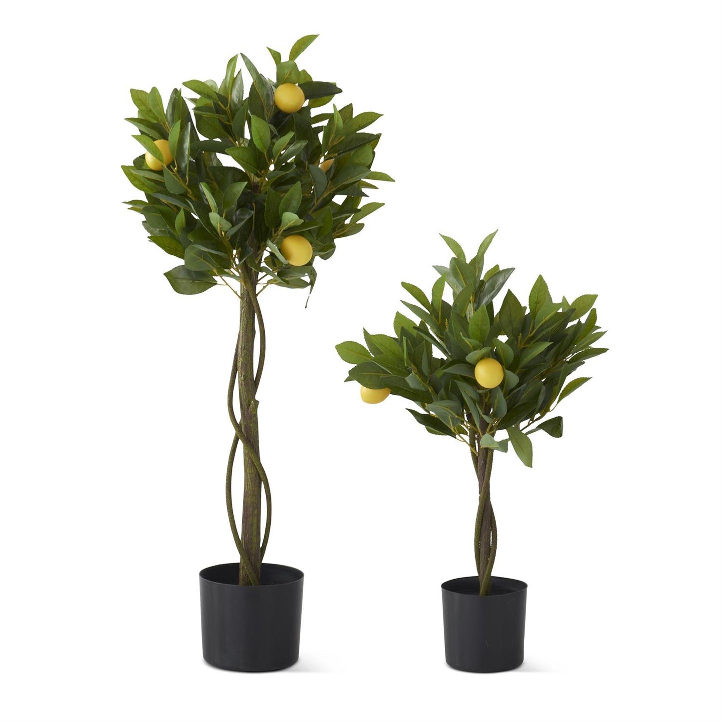 Twisted Trunk Potted Lemon Trees