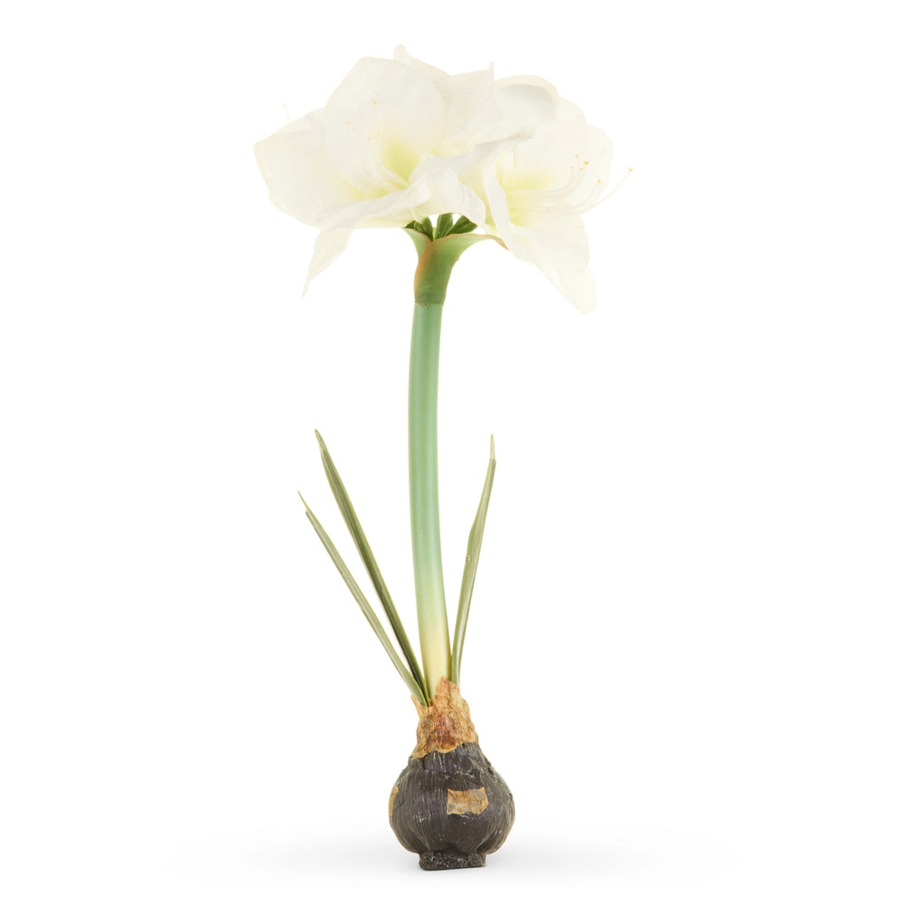 White Amaryllis Bulb