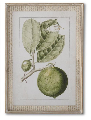 Framed Melon Prints