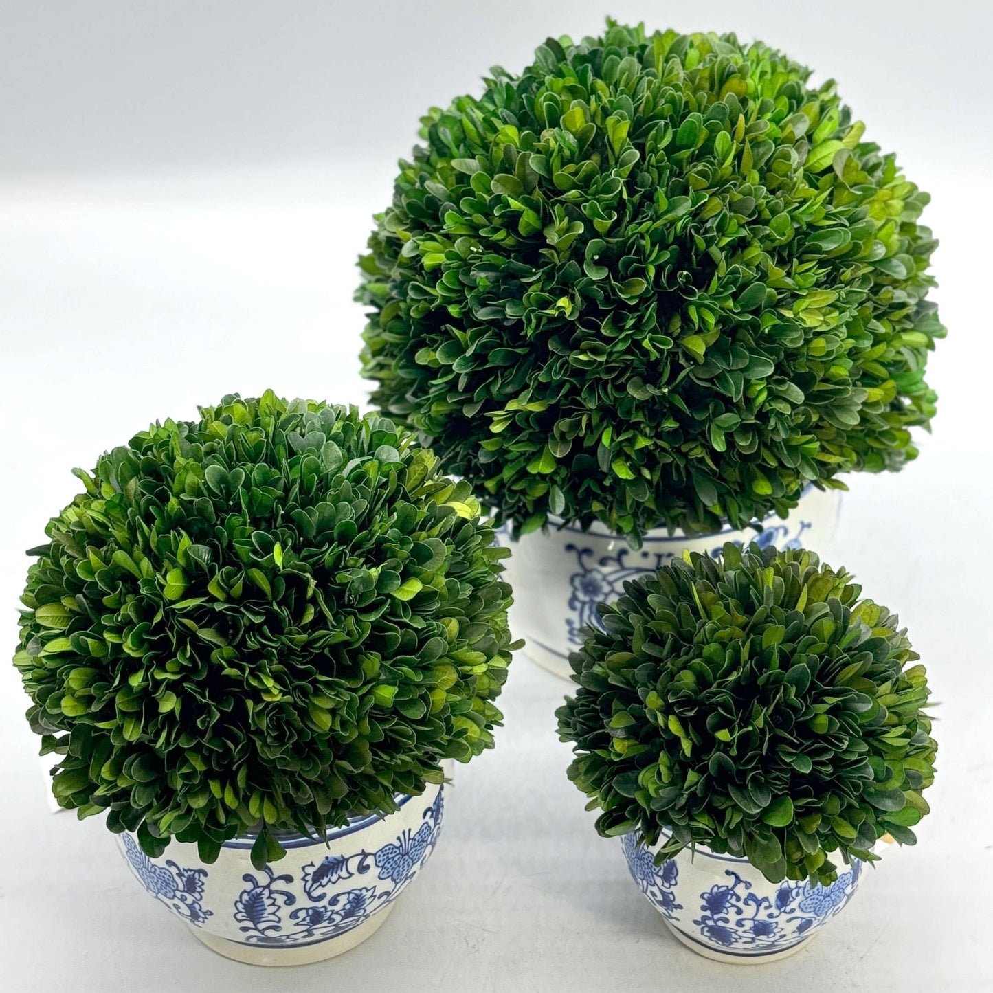 Boxwood Ball Topiary in Pot