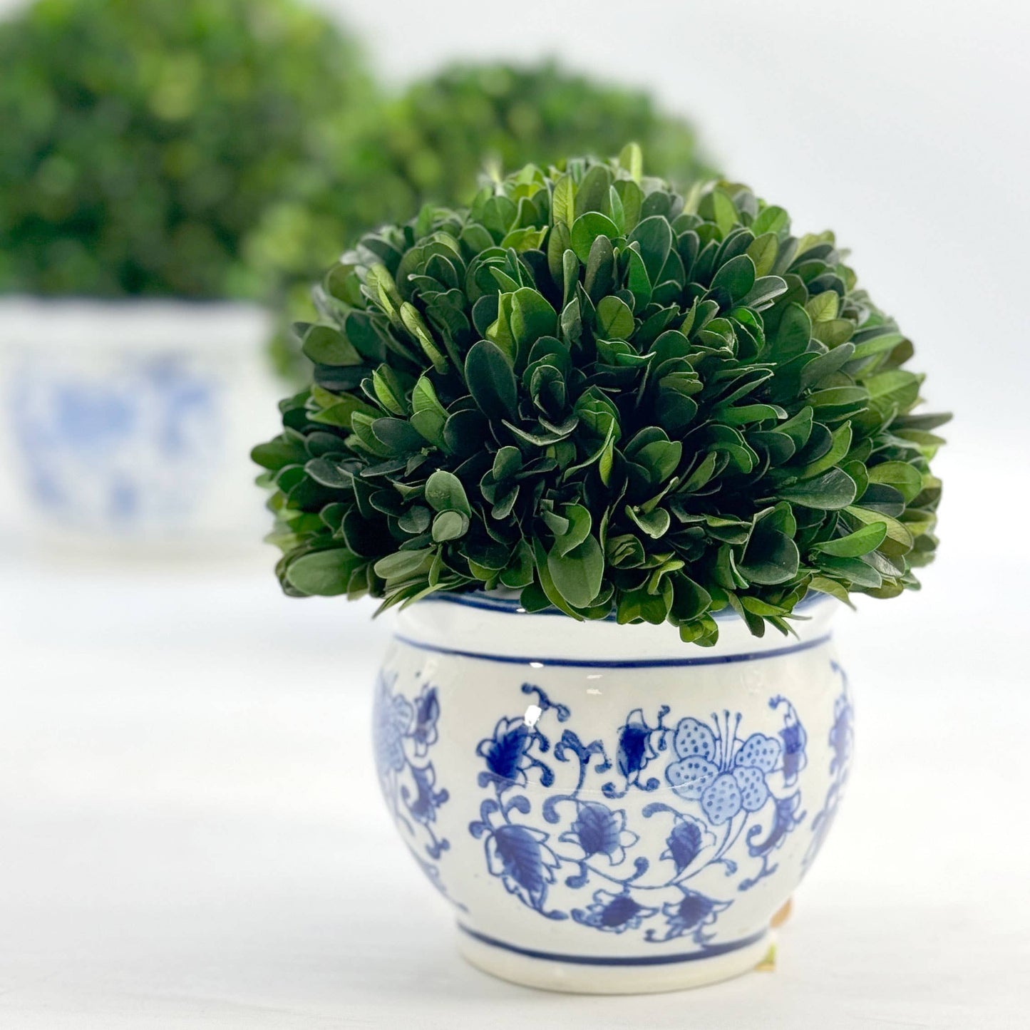 Boxwood Ball Topiary in Pot