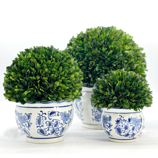 Boxwood Ball Topiary in Pot