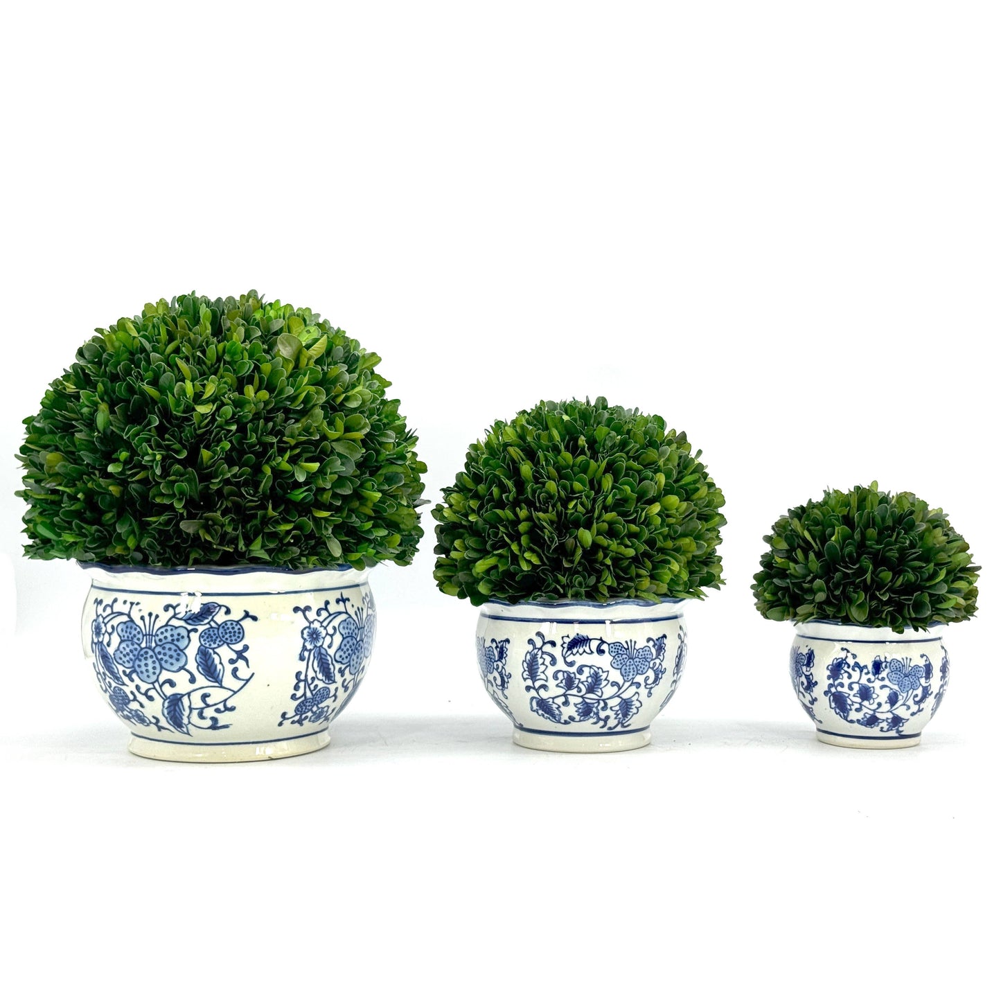 Boxwood Ball Topiary in Pot