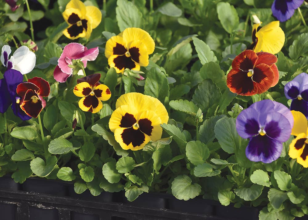 Thinking of you Garden in a Bag