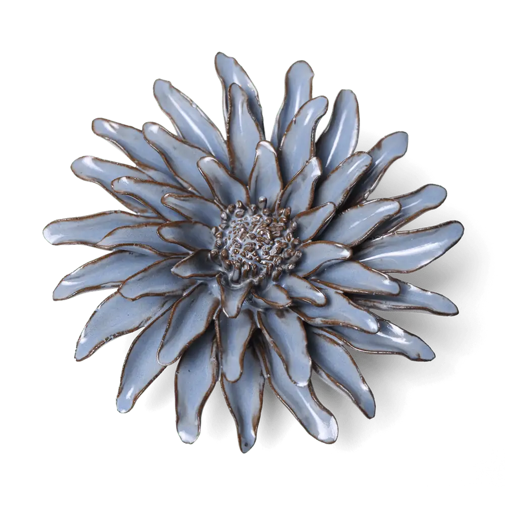 Blue Grey Gerbera Daisy